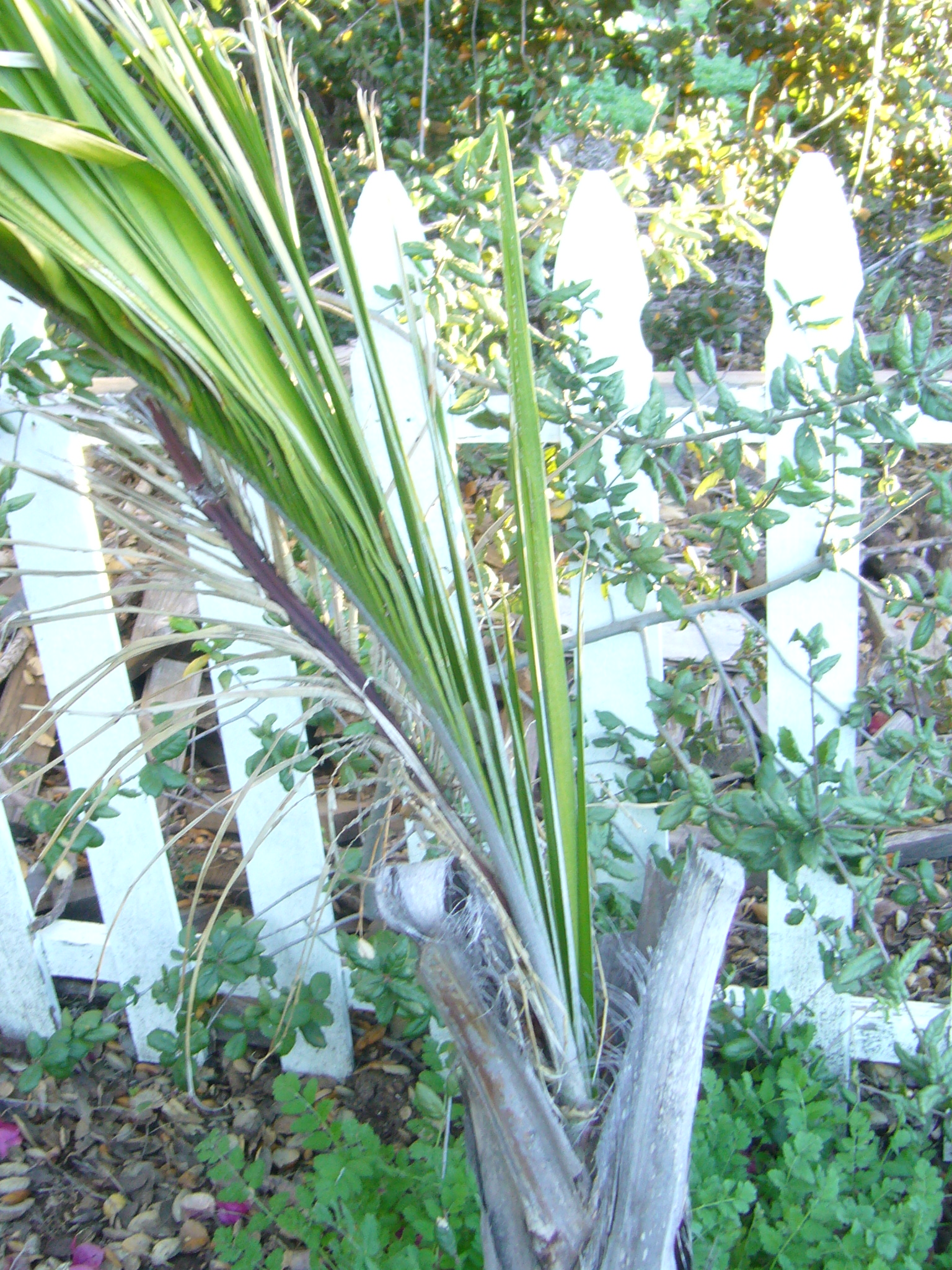 Can you root up the top of a Queen palm? DISCUSSING PALM TREES